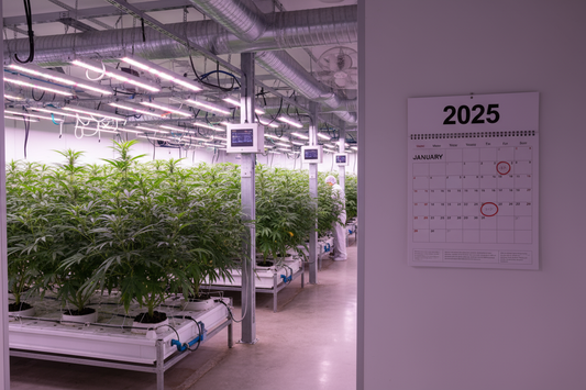 THCA Flower Explained: How to Buy Online Safely, Stay Legal & Find the Best Flavors (2025)